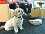 Neato Signature  - Highly Effective Robot Vacuum for Picking Pet Hair