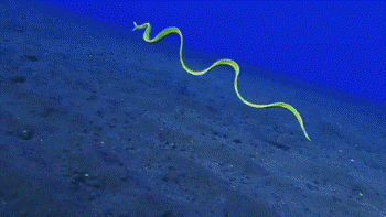 Drug Delivering Robotic Eel Designed to Swim Through Body